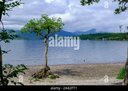 Lone Tree Milarrochy Bay Loch Lomond West Dunbartonshire Argyll and Bute Stirling Scozia Scotland Foto Stock