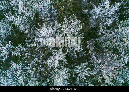 Vista aerea di ciliegi fioriti in serata. Volare al di sopra del frutteto. Sfondo di alberi con fiori di colore bianco visto da sopra. Foto Stock