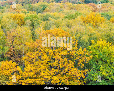 Vista al di sopra del giallo quercia nella foresta colorati sui giorni di autunno Foto Stock