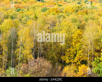 Al di sopra di vista della radura nel bosco giallo sui giorni di autunno Foto Stock