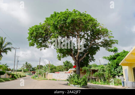 Albero di mango sul ciglio della strada Foto Stock