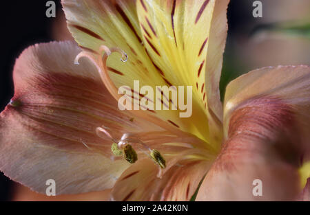 Giglio peruviano, chiamato anche Giglio degli Incas o Alstroemeria Foto Stock