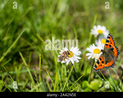 Painted lady Foto Stock