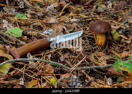 Marrone fungo tappato sul suolo della foresta e il coltello tascabile con manico in legno che giace accanto ad esso Foto Stock