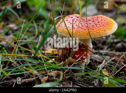 Due fly agaric funghi (amanita muscaria) sul suolo della foresta Foto Stock