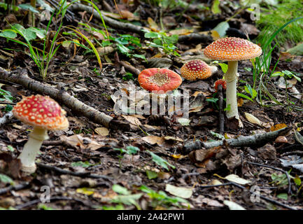 Gruppo di fly agaric funghi (amanita muscaria) sul suolo della foresta Foto Stock