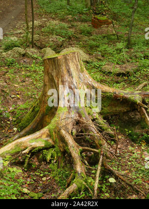 Grande albero secco moncone coperto con moss close-up Foto Stock