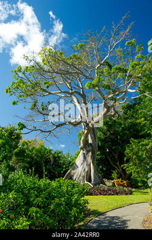 Ceiba pentandra è un albero tropicale dell'ordine Malvales e la famiglia Malvaceae Foto Stock