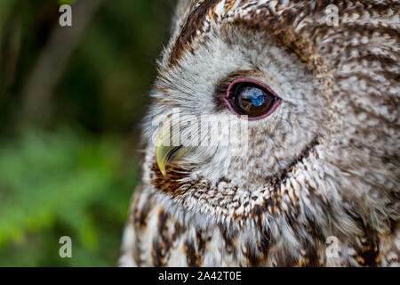 Bella close-up ritratto di impedito il gufo, latino Strix varia, oltre sfocato sfondo verde, incredibile di uccelli dettagli headshot, testa a sinistra vista laterale Foto Stock