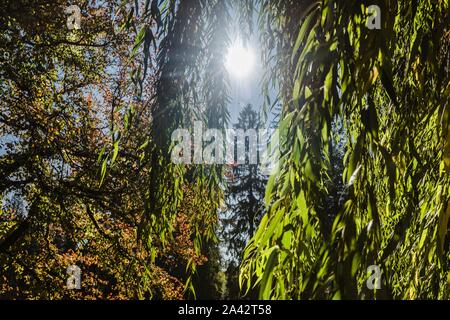 Sole che splende attraverso il verde delle foglie di un salice piangente albero su di una luminosa giornata d'autunno in un parco pubblico di Pruhonice, Repubblica Ceca. Foto Stock