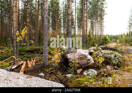 Giant ice age massi in una foresta commerciale, Finlandia Centrale Foto Stock