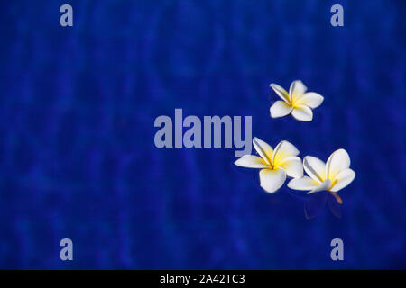 fiori bianchi di frangipani in acqua blu. fiori bianchi di plumeria frangipani in acqua blu sulla piscina con il sole brillare. Foto dai colori brillanti. Concetto di vacanza estiva relax spa e armonia Foto Stock