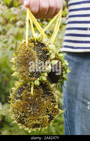 Helianthus annuus. L'uomo porta i semi di girasole teste filettate con nastro per riagganciare per uccelli a gode di semi Foto Stock