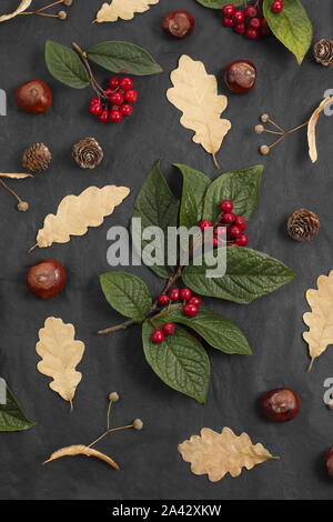 Accordo autunnale sul nero. Conkers, foglie di quercia, bacche di cotoneaster, frutti di tiglio (Tilia x europaea) su sfondo nero. REGNO UNITO Foto Stock