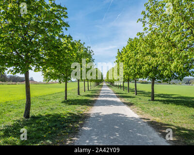 Viale con alberi giovani in primavera Foto Stock