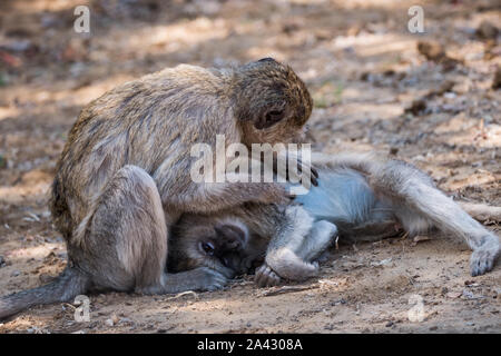 Due Vervet Monkey Delousing e governare la loro pelliccia in Bwabwata National Park, Mahango Area di nucleo, Namibia Foto Stock