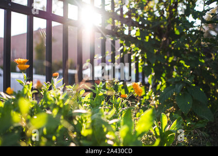 Fiori urbano sotto il sole Foto Stock