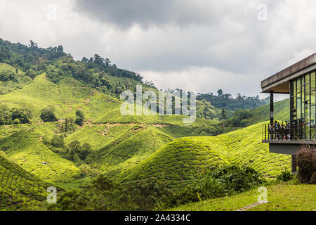 Le piantagioni di tè in Cameron Highlands in Malesia Foto Stock