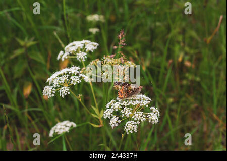 Stupenda farfalla siede su piccoli fiori bianchi Foto Stock