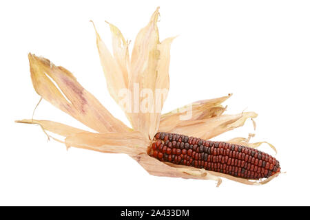 Essiccata la lolla di cartaceo ventaglio intorno a un decorativo rosso profondo Fiesta granturco dolce, su sfondo bianco Foto Stock