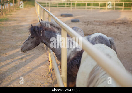 Pony mini grigio dwarf horse , close up stand presso l'erba . Cavallo di Nana in piedi relax in stabile per i thailandesi e stranieri di viaggio viaggiatori e vis Foto Stock