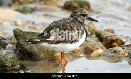 Voltapietre Arenaria interpres in piedi sulle rocce a Caleta Beach Cadice Andalusia Spagna Foto Stock