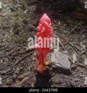 Sarcodes sanguinea, comunemente chiamato impianto di neve o neve fiore è una pianta parassita. Lake Tahoe, Emerald Bay State Park. Foto Stock