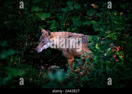 Lupo Lupo italiano vicino. Il predatore guarda la telecamera con un intenso sguardo. Splendido esemplare di lupo italiano, unica sottospecie Canis lupus ho Foto Stock