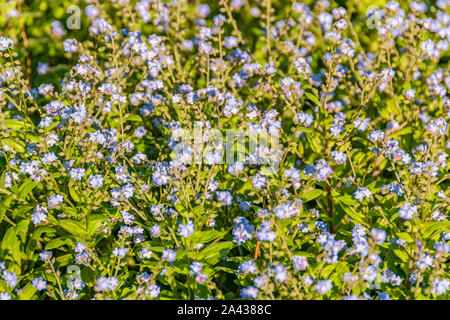 Immagine ravvicinata piccoli fiori viola e piante verdi foto Foto Stock
