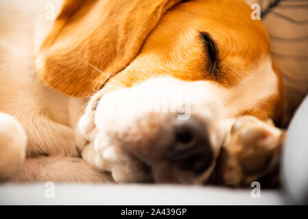 Cane Beagle di dormire sul divano in ambienti chiusi. Foto Stock