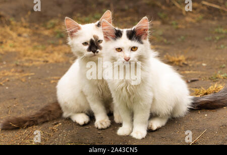 Bianchi Giovani gatti ritratto bellissimo gattino fratelli germani. Foto Stock