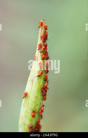 Red Assassin Bug ninfe alimentazione su un impianto milkweed. Foto Stock