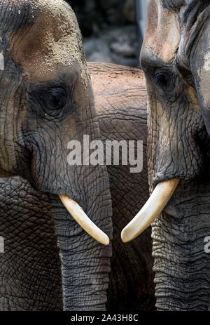 Gli elefanti africani con teste vicino insieme Foto Stock