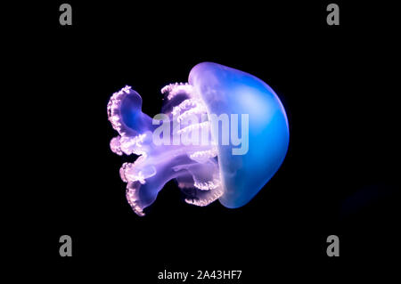 Blu trasparente meduse fluttuanti nell' acqua scura Foto Stock