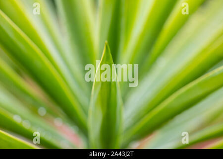 Gocce di pioggia su una pianta di Yucca in un giardino interno. Foto Stock