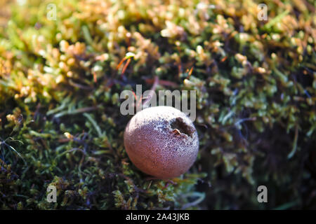 Puffball fungo Lycoperdon perlatum riproduzione di spore di funghi di fumo sullo sfondo della foresta moss. Foto Stock