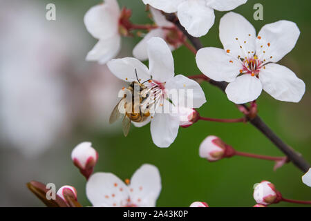 Honeybee su Cherry Plum Blossom in inverno Foto Stock