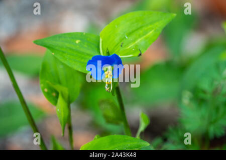 Dayflower asiatici in fiore Foto Stock