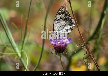 Balkan in marmo bianco sulla farfalla Scabious fiori in primavera Foto Stock