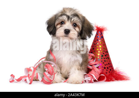 Carino Havanese cucciolo di cane seduto tra festa di Capodanno decorazioni - isolato su sfondo bianco Foto Stock