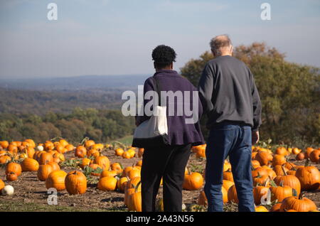 Di middelmark, CT / STATI UNITI D'America - 19 Ottobre 2017: vecchi nero donna guida il suo marito bianco attraverso un orto di zucche Foto Stock