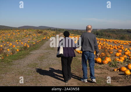 Di middelmark, CT / STATI UNITI D'America - 19 Ottobre 2017: vecchi nero donna guida il suo marito bianco attraverso un orto di zucche Foto Stock