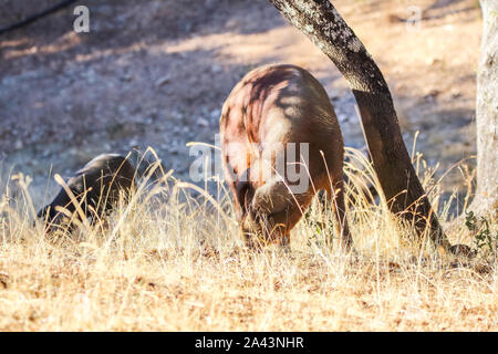 Suino Iberico Ghianda di alimentazione in Huelva Montagne in Jabugo, Huelva, Andalusia, Spagna Foto Stock