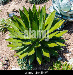 Università di California a Santa Cruz arboreto, Agave Foto Stock