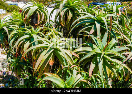 Università di California a Santa Cruz arboreto, Aloe Foto Stock