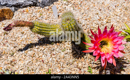 Università di California a Santa Cruz Arboretum, fioritura Cactus Foto Stock