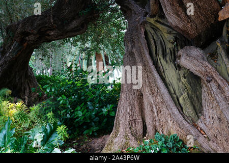 SINGAPORE -25 agosto 2019- Vista di fiori e piante all'interno del fiore cupola a giardini-per-il-Bay serra in Singapore. Foto Stock