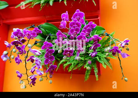 SINGAPORE -25 agosto 2019- Vista di fiori e piante all'interno del fiore cupola a giardini-per-il-Bay serra in Singapore. Foto Stock