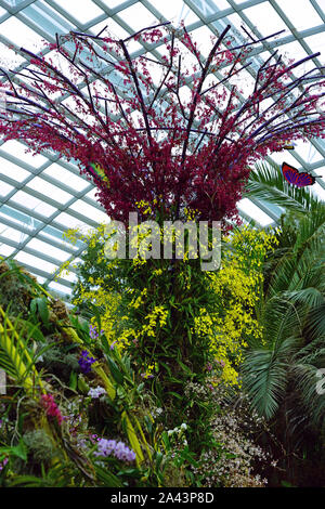 SINGAPORE -25 agosto 2019- Vista di fiori e piante all'interno del fiore cupola a giardini-per-il-Bay serra in Singapore. Foto Stock