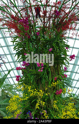 SINGAPORE -25 agosto 2019- Vista di fiori e piante all'interno del fiore cupola a giardini-per-il-Bay serra in Singapore. Foto Stock